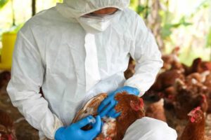 Gripe aviar en Cochabamba afecta a aves de granja