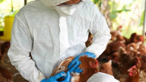 Gripe aviar en Cochabamba afecta a aves de granja