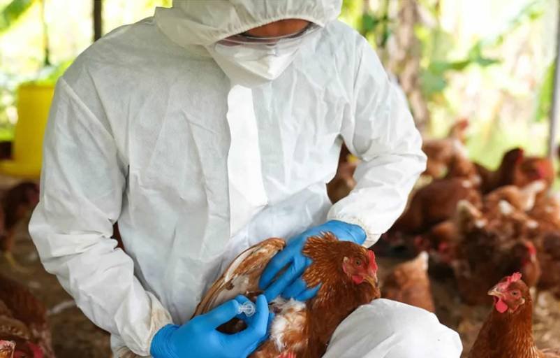 Gripe aviar en Cochabamba afecta a aves de granja
