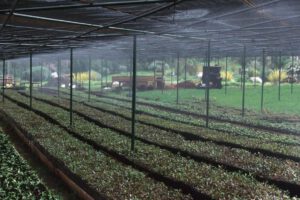 Forraje hidropónico como alternativa para combatir la sequía