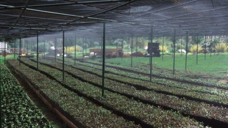 Forraje hidropónico como alternativa para combatir la sequía