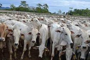 Vacunación contra la fiebre aftosa en el sector ganadero