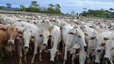 Vacunación contra la fiebre aftosa en el sector ganadero