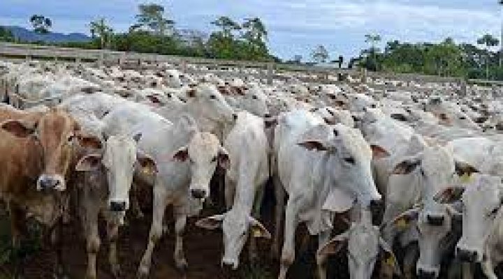 Vacunación contra la fiebre aftosa en el sector ganadero