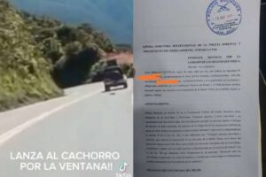 Denuncia contra conductor que arrojó a un can desde su vehículo