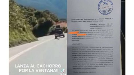 Denuncia contra conductor que arrojó a un can desde su vehículo