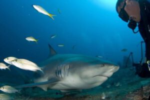 turismo subacuático con tiburones toro en Cuba