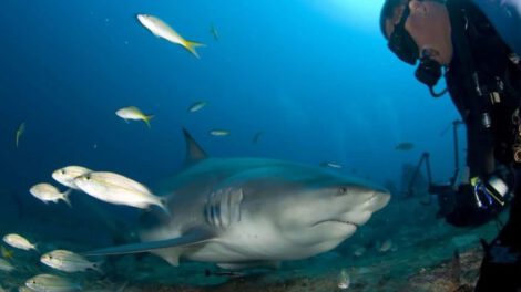 turismo subacuático con tiburones toro en Cuba