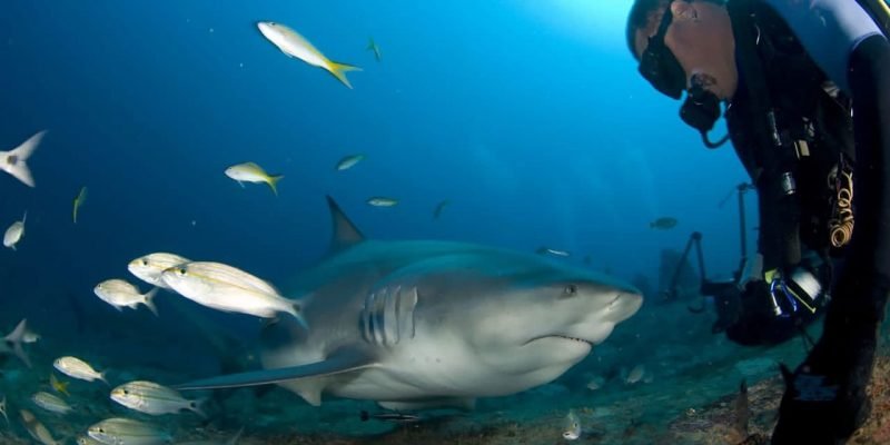 turismo subacuático con tiburones toro en Cuba