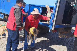Cemzoor rescata perros en situación crítica