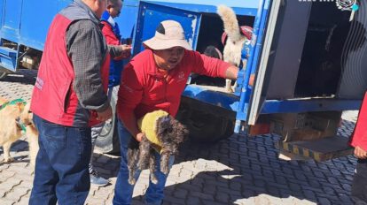 Cemzoor rescata perros en situación crítica