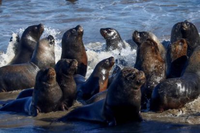 Gripe aviar en Chile: Lobos marinos y pingüinos muertos