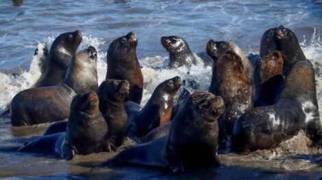 Gripe aviar en Chile: Lobos marinos y pingüinos muertos