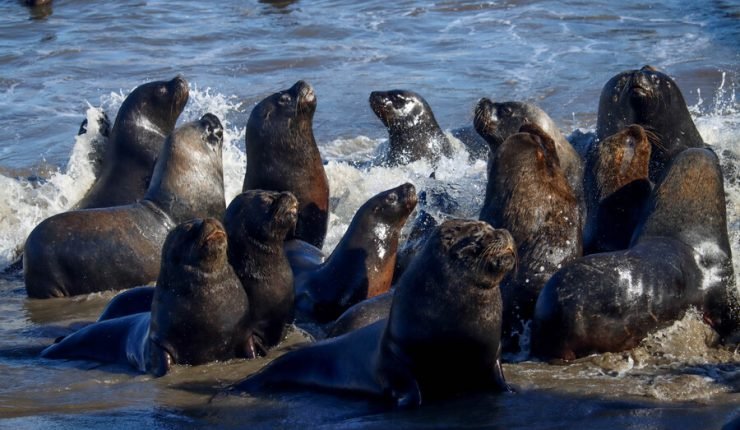 Gripe aviar en Chile: Lobos marinos y pingüinos muertos