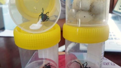 Arañas viuda negra en viviendas cercanas a centros educativos