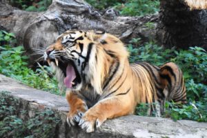 Zoológico de Chester luchando contra la extinción