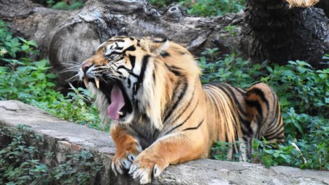 Zoológico de Chester luchando contra la extinción