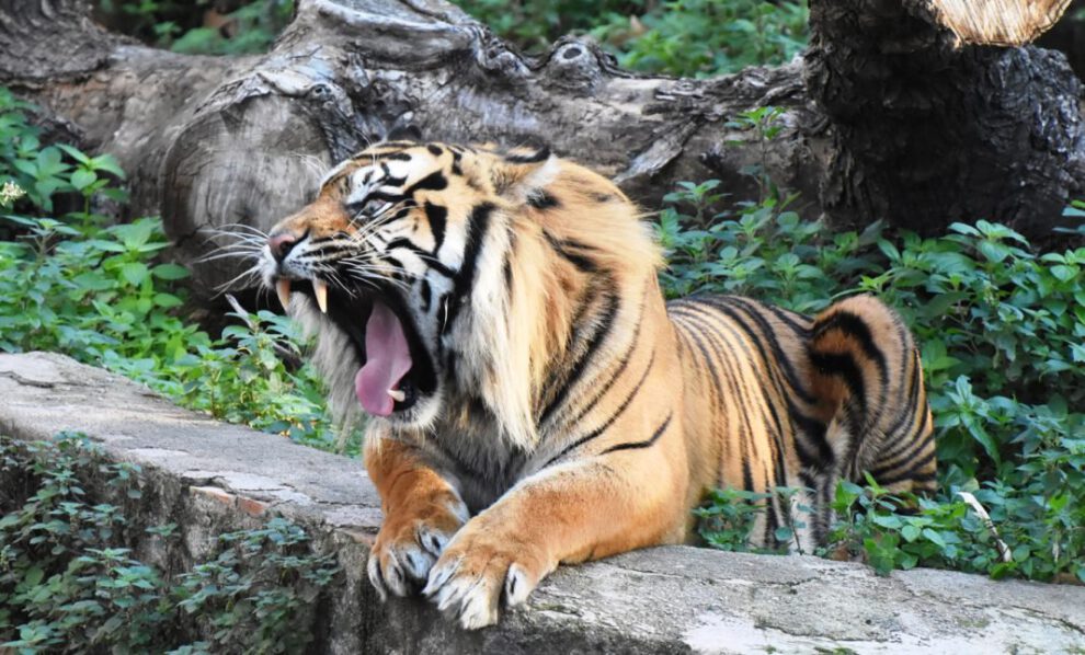 Zoológico de Chester luchando contra la extinción
