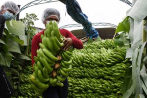 Plátano de freír boliviano llega al mercado peruano
