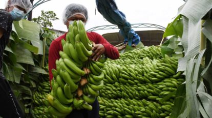 Plátano de freír boliviano llega al mercado peruano