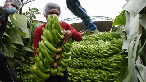 Plátano de freír boliviano llega al mercado peruano