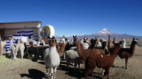 Exportación de ganado camélido desde Oruro a Uruguay