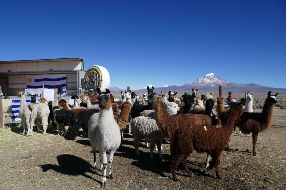 Exportación de ganado camélido desde Oruro a Uruguay
