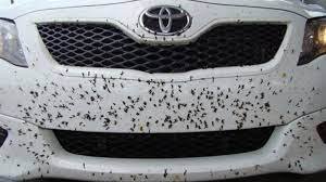 Trucos para limpiar los mosquitos del frontal de nuestro coche