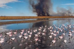 Retención de agua en el lago Uru Uru para reforestar
