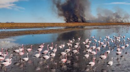 Retención de agua en el lago Uru Uru para reforestar