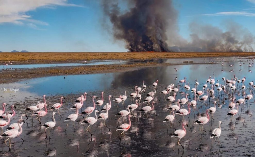Retención de agua en el lago Uru Uru para reforestar