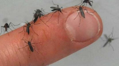 Dengue en Bolivia: 78 fallecidos y más de 22 mil contagiados
