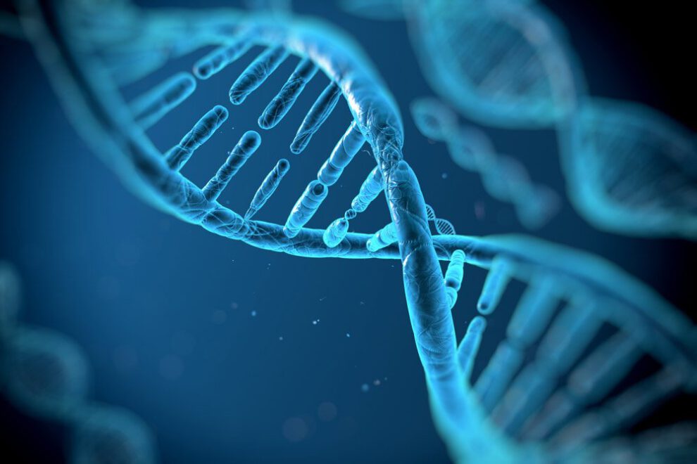 Imagen microscópica del ADN relacionado con la sucralosa y daño al ADN