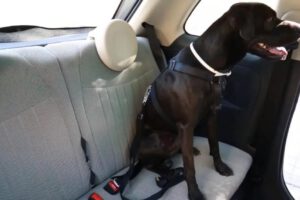 Transportar mascotas en coche de manera segura