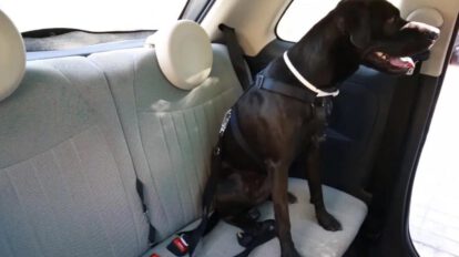 Transportar mascotas en coche de manera segura