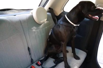Transportar mascotas en coche de manera segura