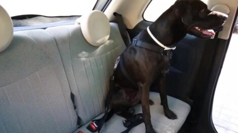 Transportar mascotas en coche de manera segura