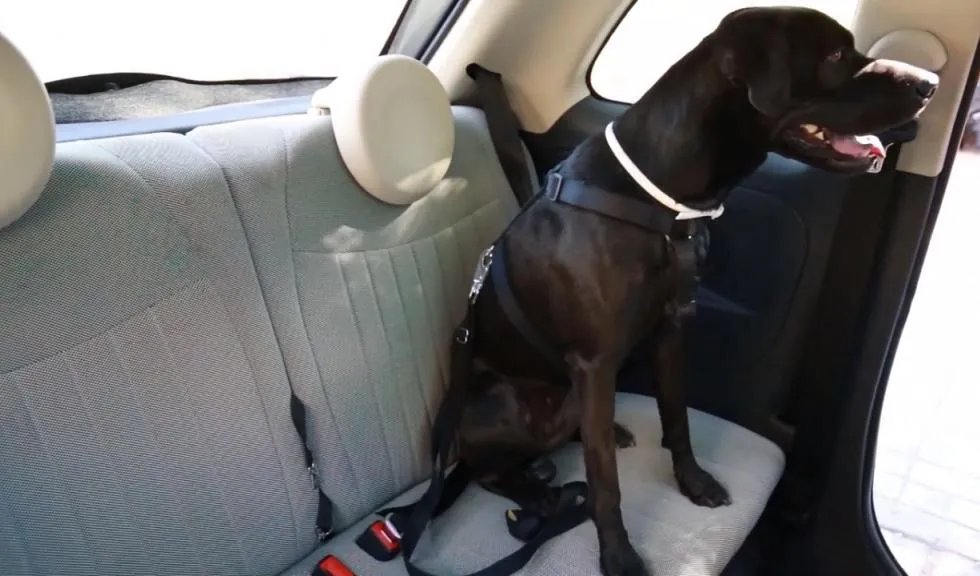 Transportar mascotas en coche de manera segura