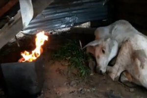 Terneros mueren de frio en Beni