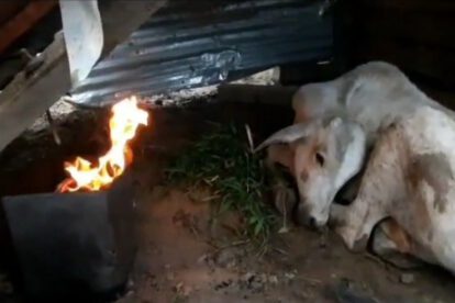Terneros mueren de frio en Beni
