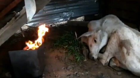 Terneros mueren de frio en Beni