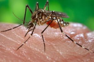 Vacuna contra la chikungunya logra resultados prometedores