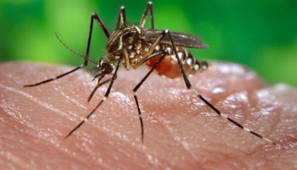 Vacuna contra la chikungunya logra resultados prometedores