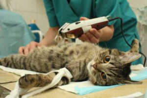 Inyección para esterilizar gatas