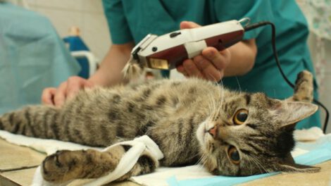 Inyección para esterilizar gatas