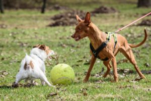 Agresividad canina y clima