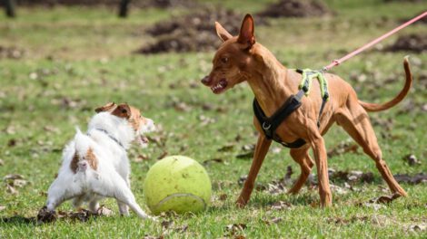 Agresividad canina y clima