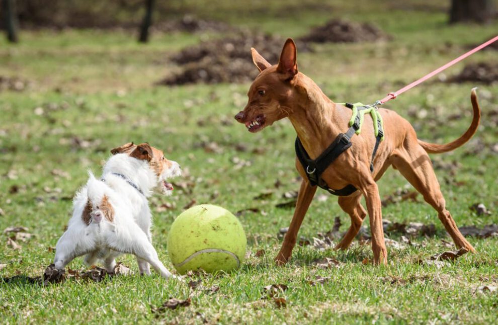 Agresividad canina y clima
