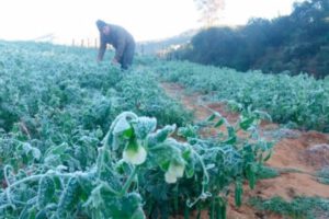 Helada afecta cultivos en Valles cruceños