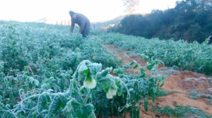 Helada afecta cultivos en Valles cruceños